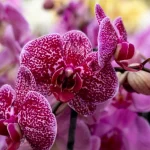 co-robite-zle-so-svojou-orchideou-zahradnik-pomenoval-6-chyb.webp.webp
